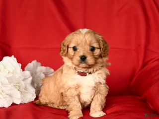 Cavapoo dogs Curt - Ad 19