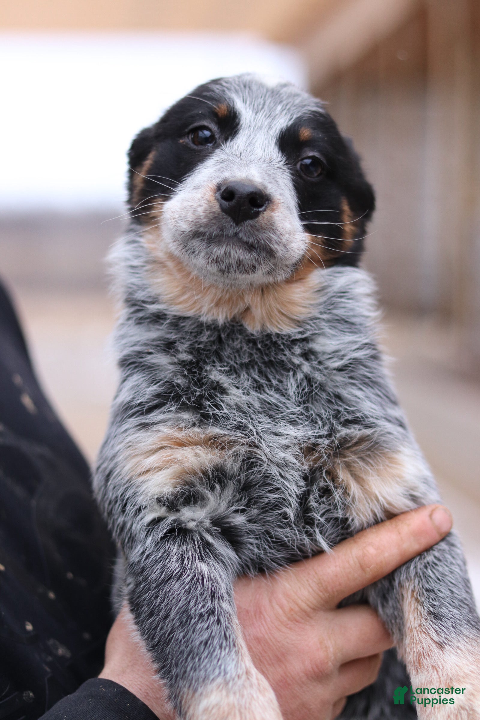 Australian Cattle Dog dogs Petra - Ad 26