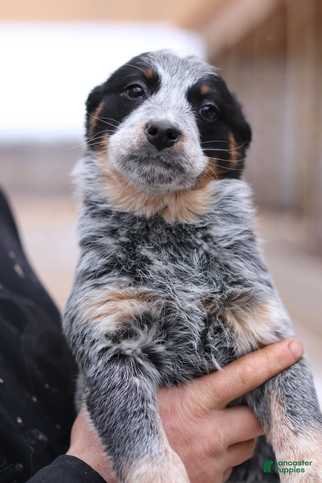 Australian Cattle Dog dogs for sale: Petra - Ad 1