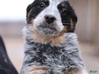 Australian Cattle Dog dogs Petra - Ad 26