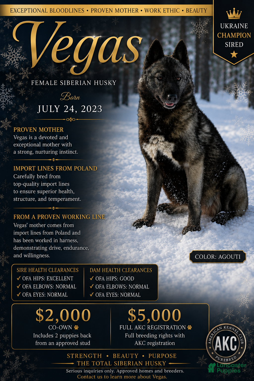 Siberian Husky dogs Vegas - Ad 38