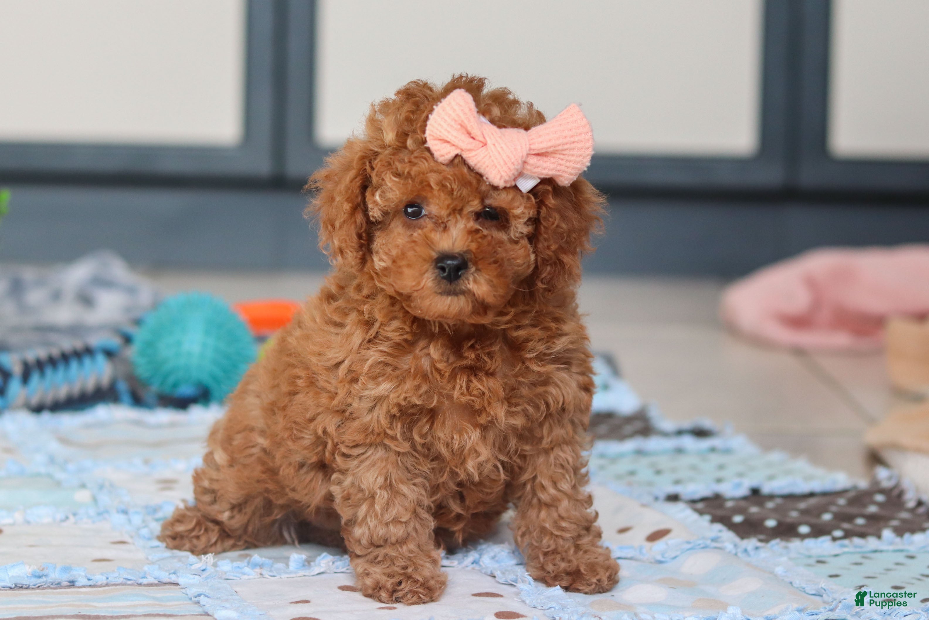 Cavapoo dogs Lulu - Ad 2