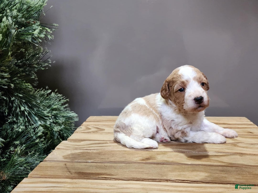 Mini Goldendoodle dogs for sale: Oma - Ad 5