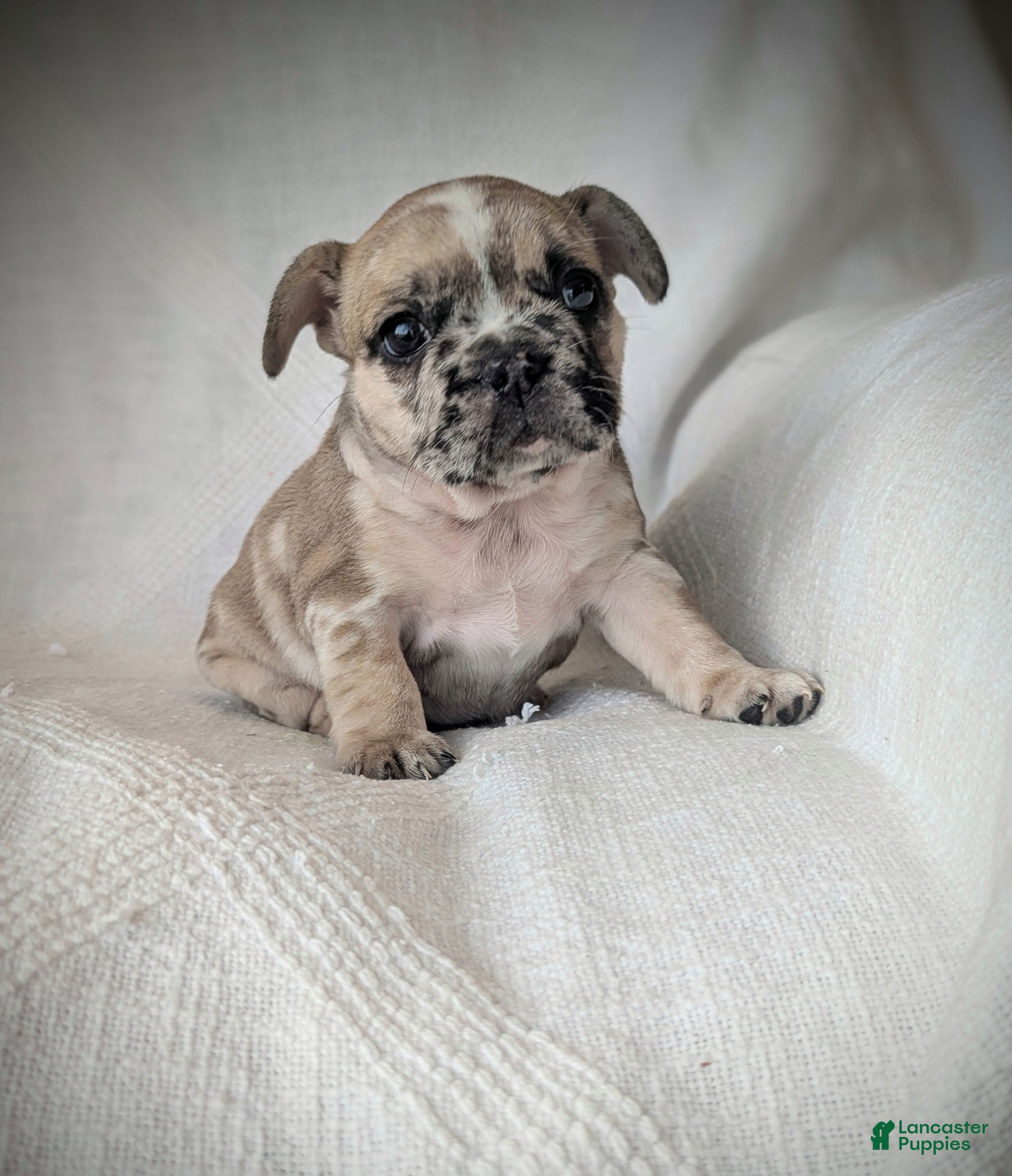French Bulldog dogs Lottie - Ad 15