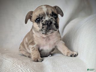 French Bulldog dogs Lottie - Ad 15