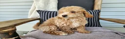 Mini Bernedoodle dogs for sale: Liam - Ad 15