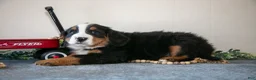 Bernese Mountain Dog dogs for sale: Spike - Ad 3
