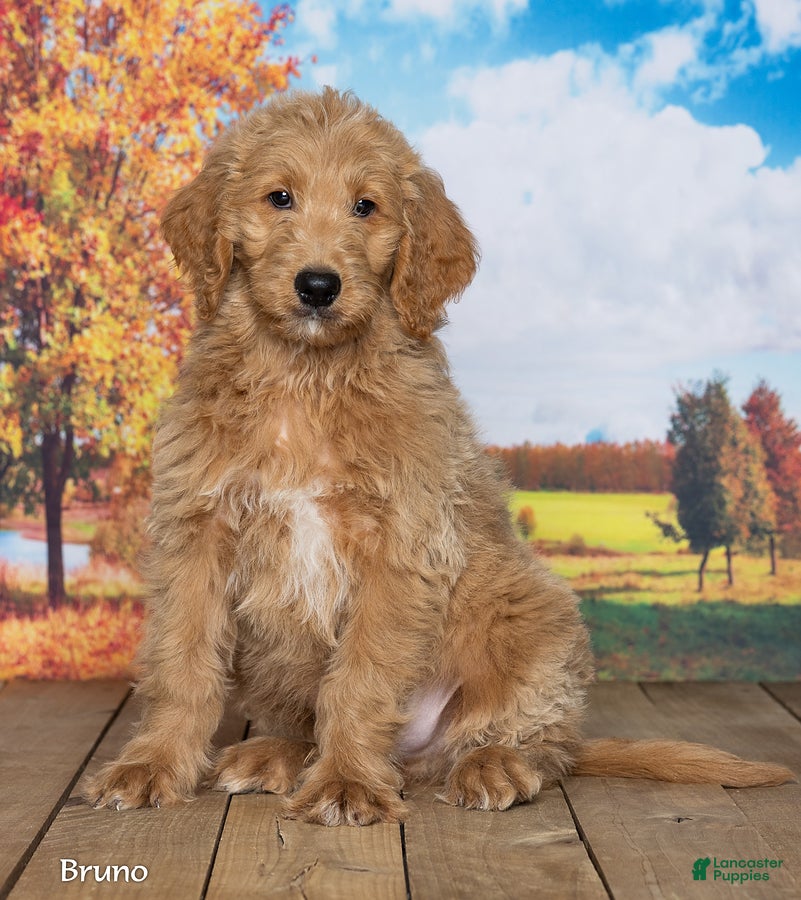 Goldendoodle dogs for sale: Bruno - Ad 2