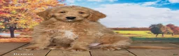 Goldendoodle dogs for sale: Bruno - Ad 2