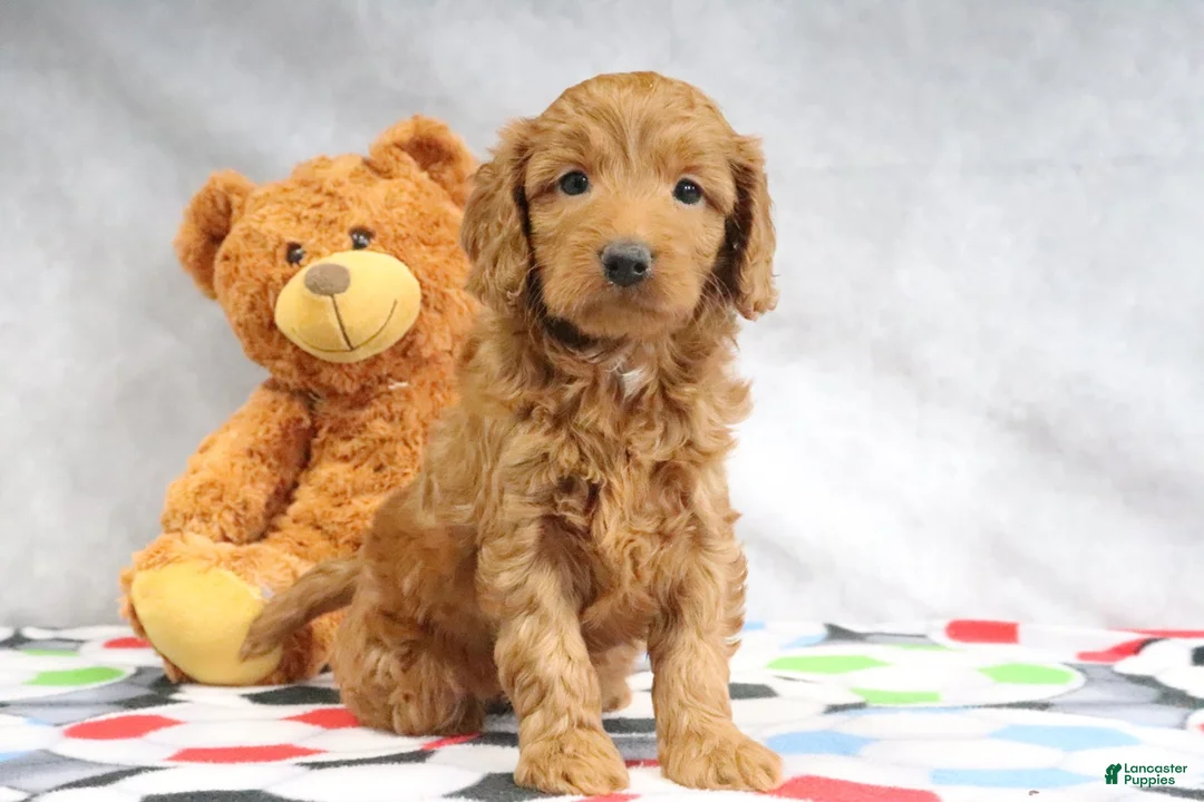 Mini Goldendoodle dogs for sale: April - Ad 15