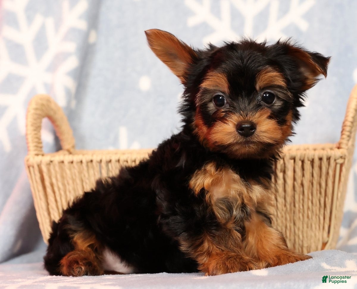 Yorkshire Terrier dogs Leo - Ad 20