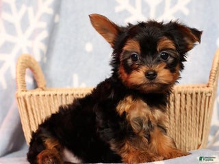 Yorkshire Terrier dogs Leo - Ad 8