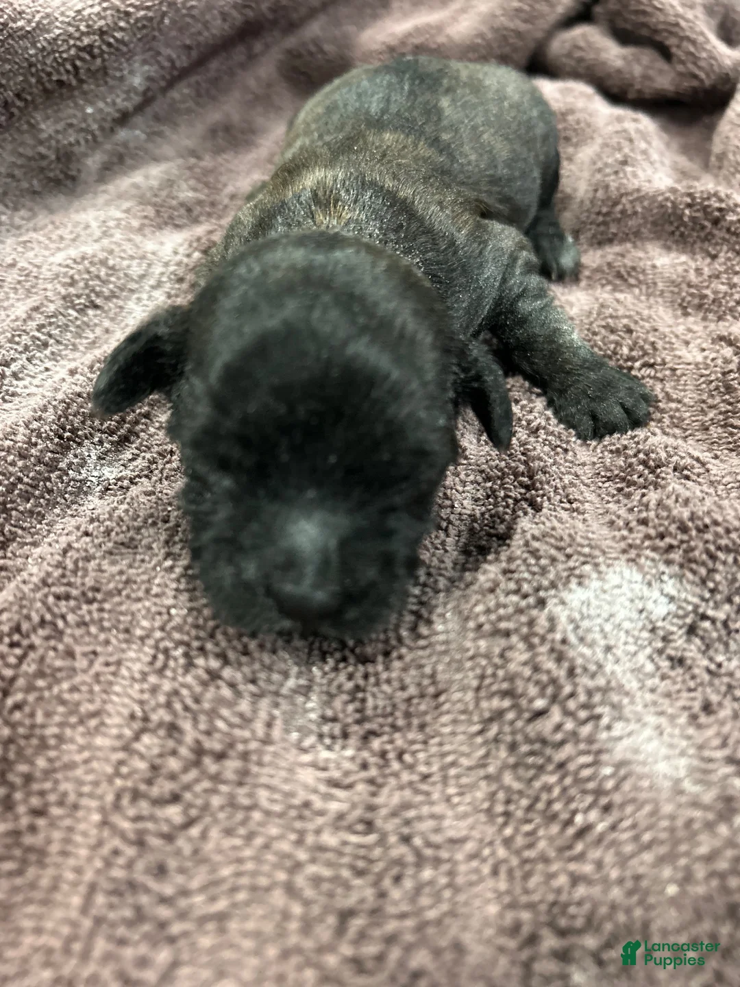 Mixed Breed dogs for sale: Mixed Breed 4 - Ad 1