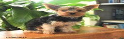 Yorkshire Terrier dogs for sale: Little Mowgli - Ad 4