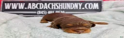 Dachshund dogs for sale: Uno chocolate dapple boy - Ad 10