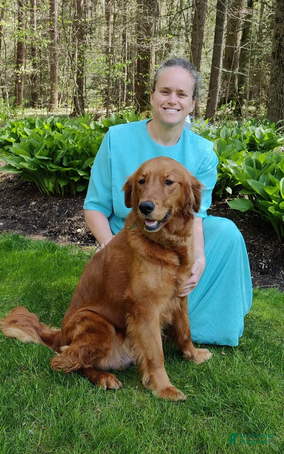 Goldendoodle dogs for sale: Latte - Ad 19