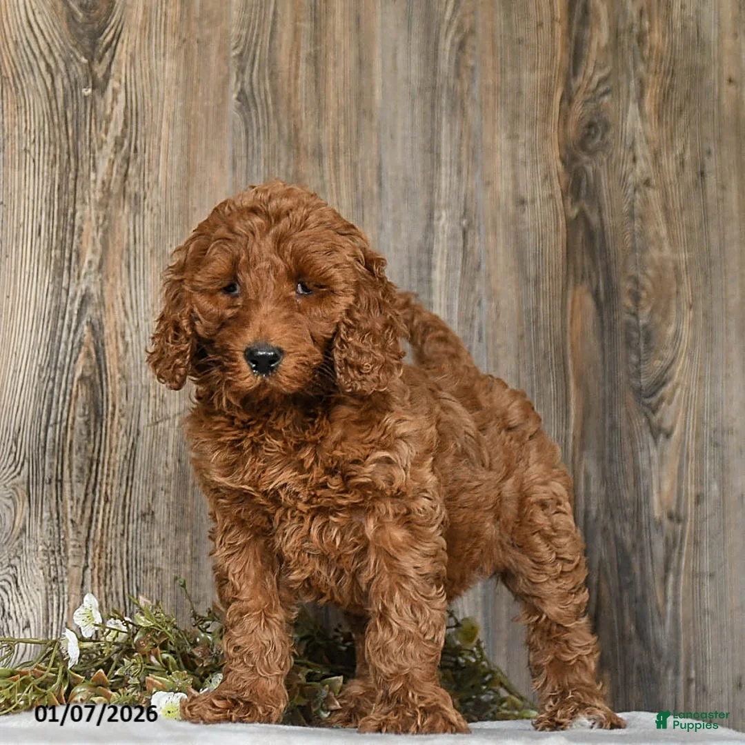Goldendoodle dogs for sale: Elsa - Ad 4