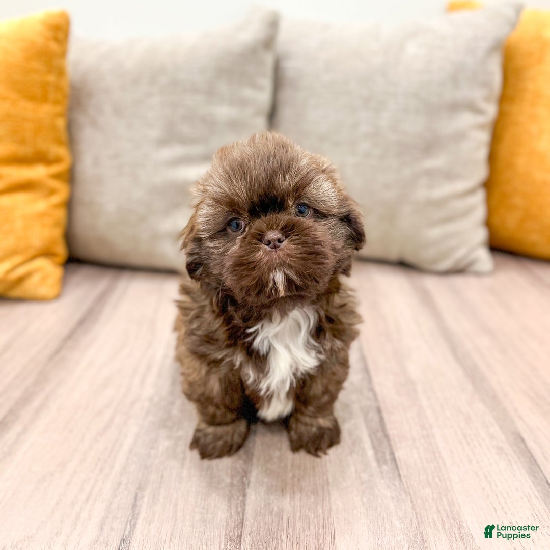 Shih Tzu dogs for sale: Chief - Ad 2