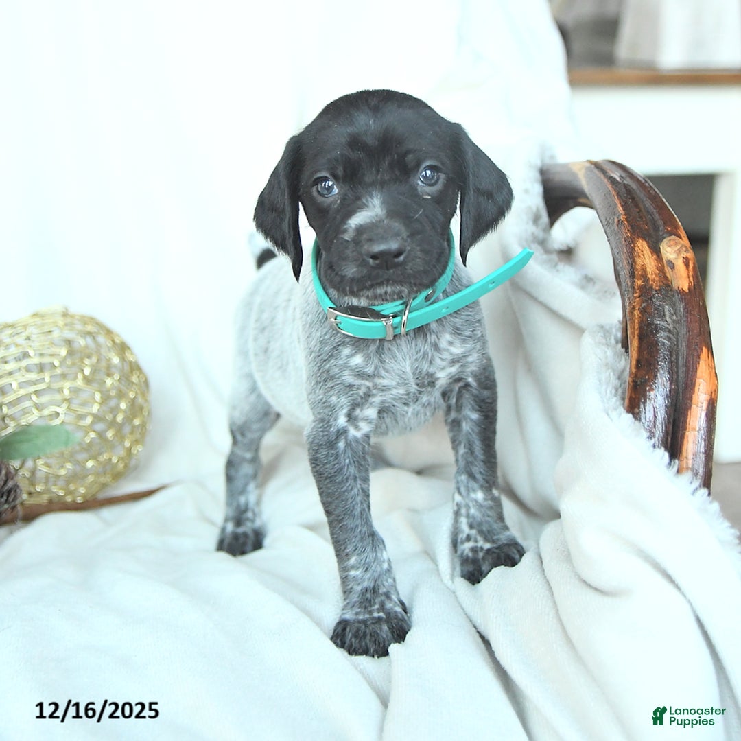 German Shorthaired Pointer dogs for sale: Delilah - Ad 3