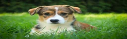 Welsh Corgi Pembroke dogs for sale: Apple Jacks Welsh Corgi Pembroke  - Ad 8