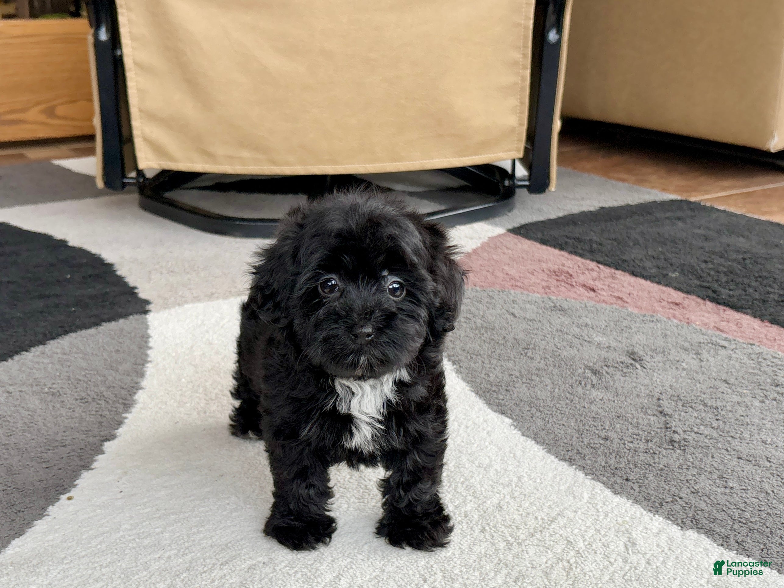 Havapoo dogs for sale: Havapoo Puppy 4 - Ad 2