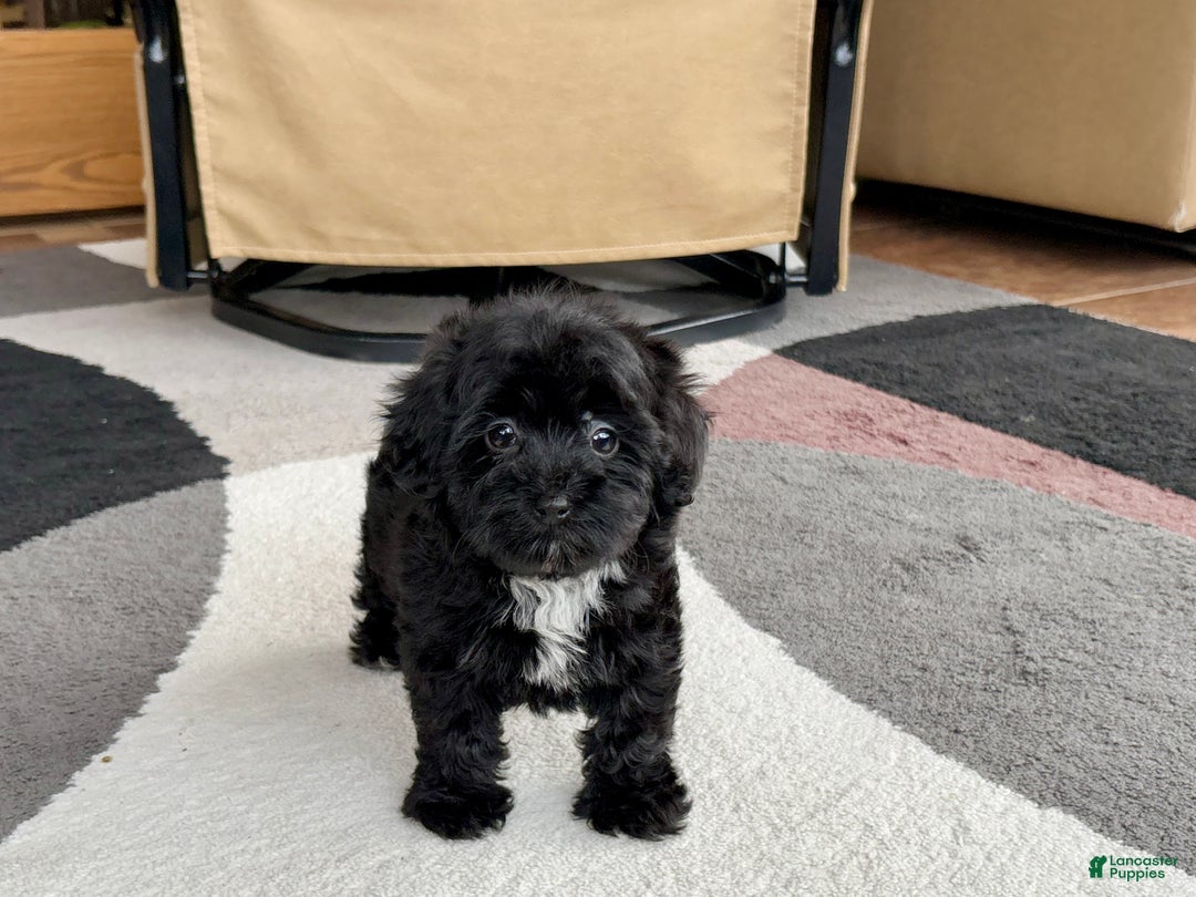 Havapoo dogs for sale: Havapoo Puppy 4 - Ad 12