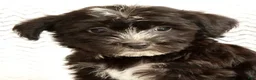 Yochon dogs for sale: Snickers - Ad 9