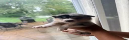 Mixed Breed dogs for sale: Blizzard - Ad 1