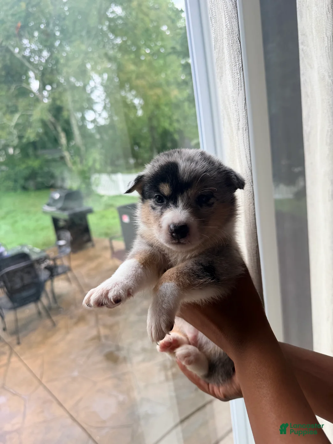 Mixed Breed dogs for sale: Blizzard - Ad 1