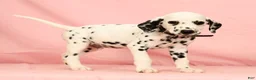 Dalmatian dogs for sale: Gunner - Ad 2