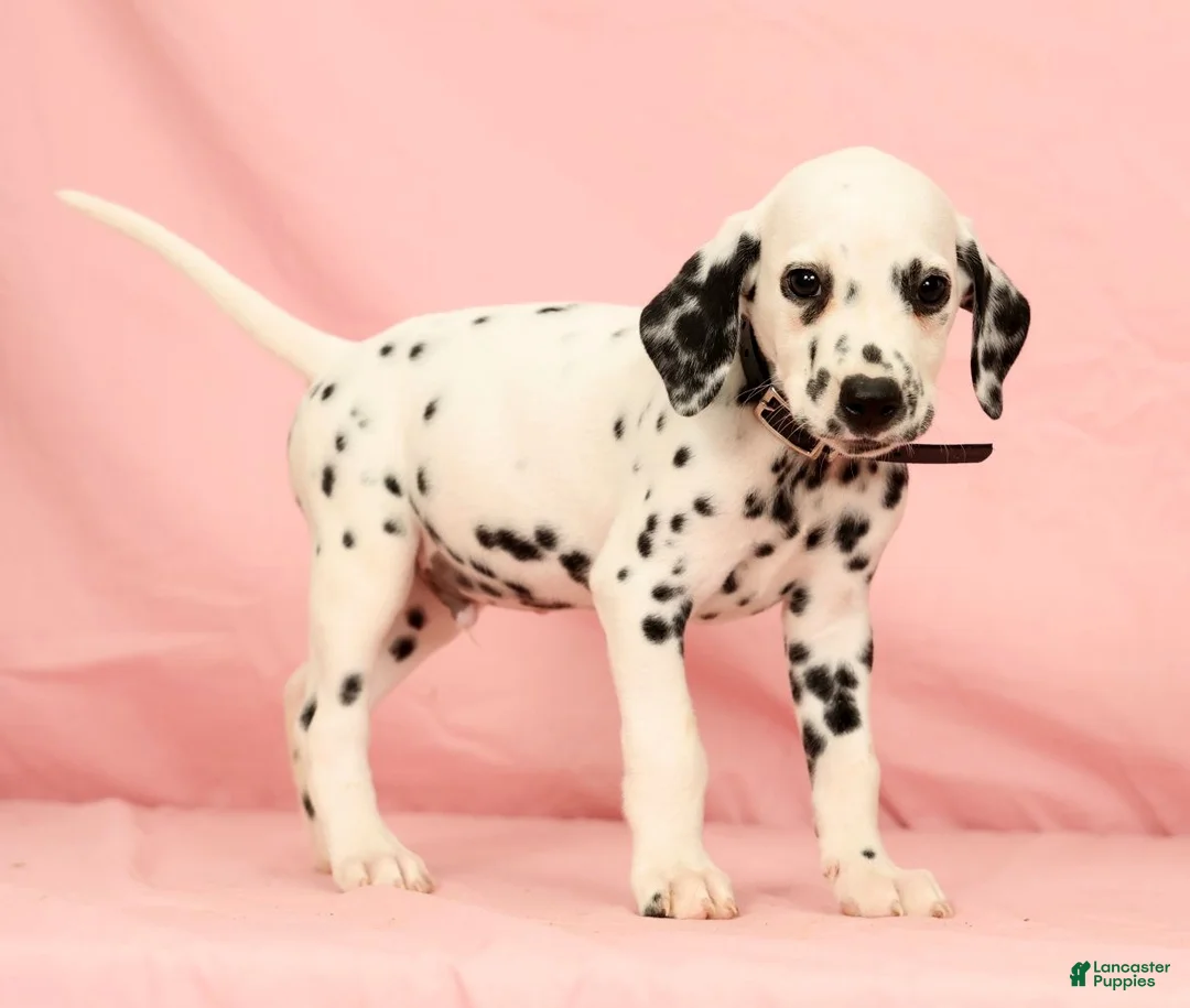 Dalmatian dogs for sale: Gunner - Ad 2