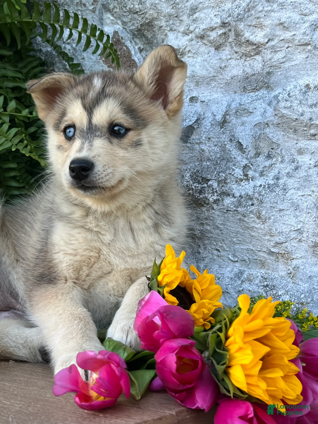 Pomsky dogs for sale: Penny - Ad 1