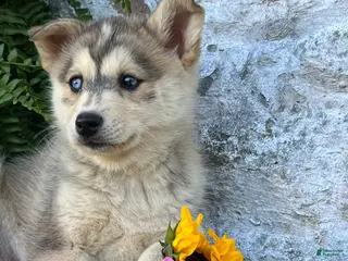 Pomsky dogs for sale: Penny - Ad 4