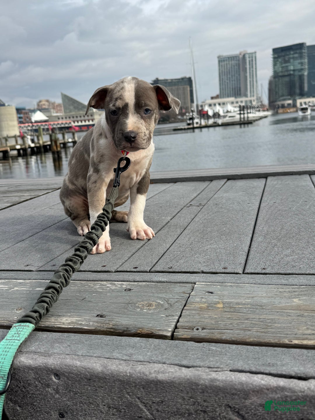 American Bully dogs for sale: Greyjoy  - Ad 11