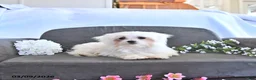 Maltese dogs for sale: Valentine EXTRA SMALL - Ad 3