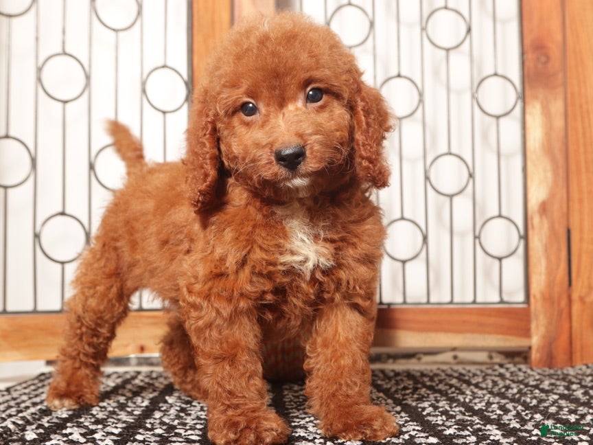 Mini Goldendoodle dogs Sandy Female Mini Goldendoodle Puppy  - Ad 5