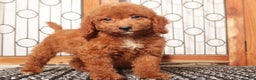Mini Goldendoodle dogs for sale: Sandy Female Mini Goldendoodle Puppy  - Ad 1