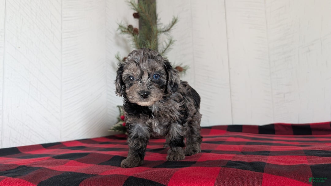 Cockapoo dogs for sale: Sophie - Ad 10