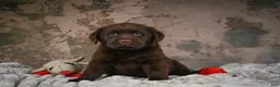 Labrador Retriever dogs for sale: Lexi - Ad 4