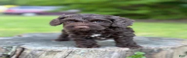 Nox