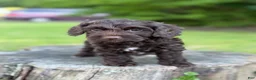 Cockapoo dogs for sale: Nox - Ad 1