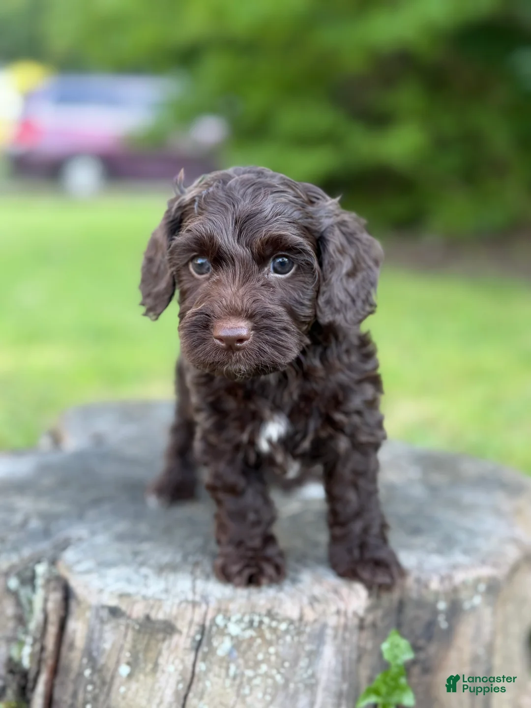Cockapoo dogs for sale: Nox - Ad 1