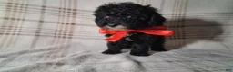 Miniature Poodle dogs for sale: Miniature Poodle Puppy 2 - Ad 2