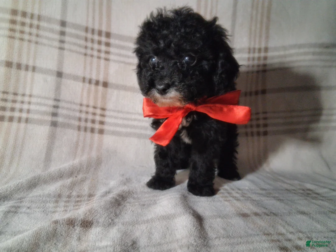 Miniature Poodle dogs for sale: Miniature Poodle Puppy 2 - Ad 2