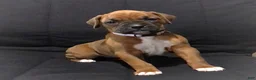 Boxer dogs for sale: Boxer Puppy 1 - Ad 3
