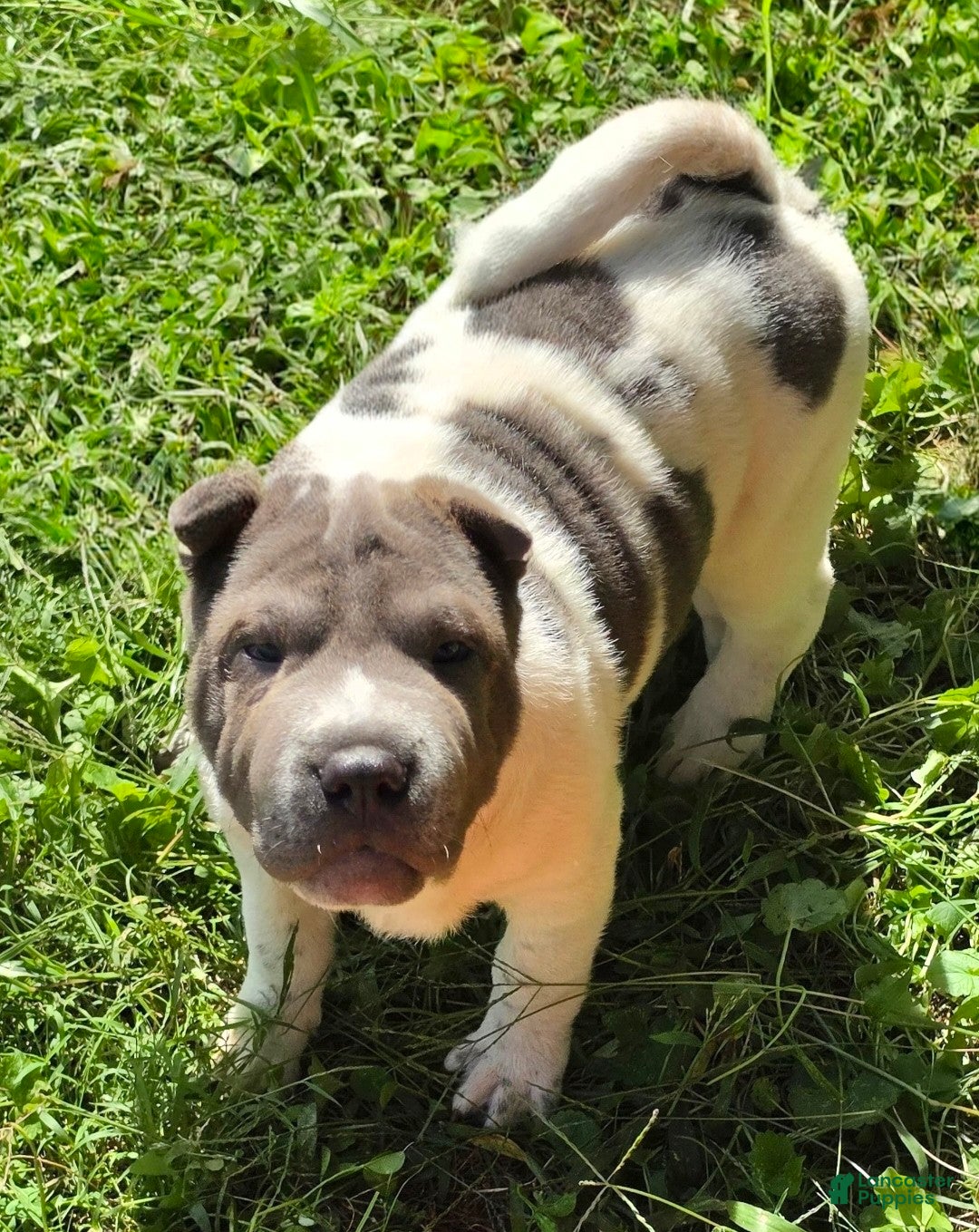 Shar Pei dogs Bluebelle - Ad 2