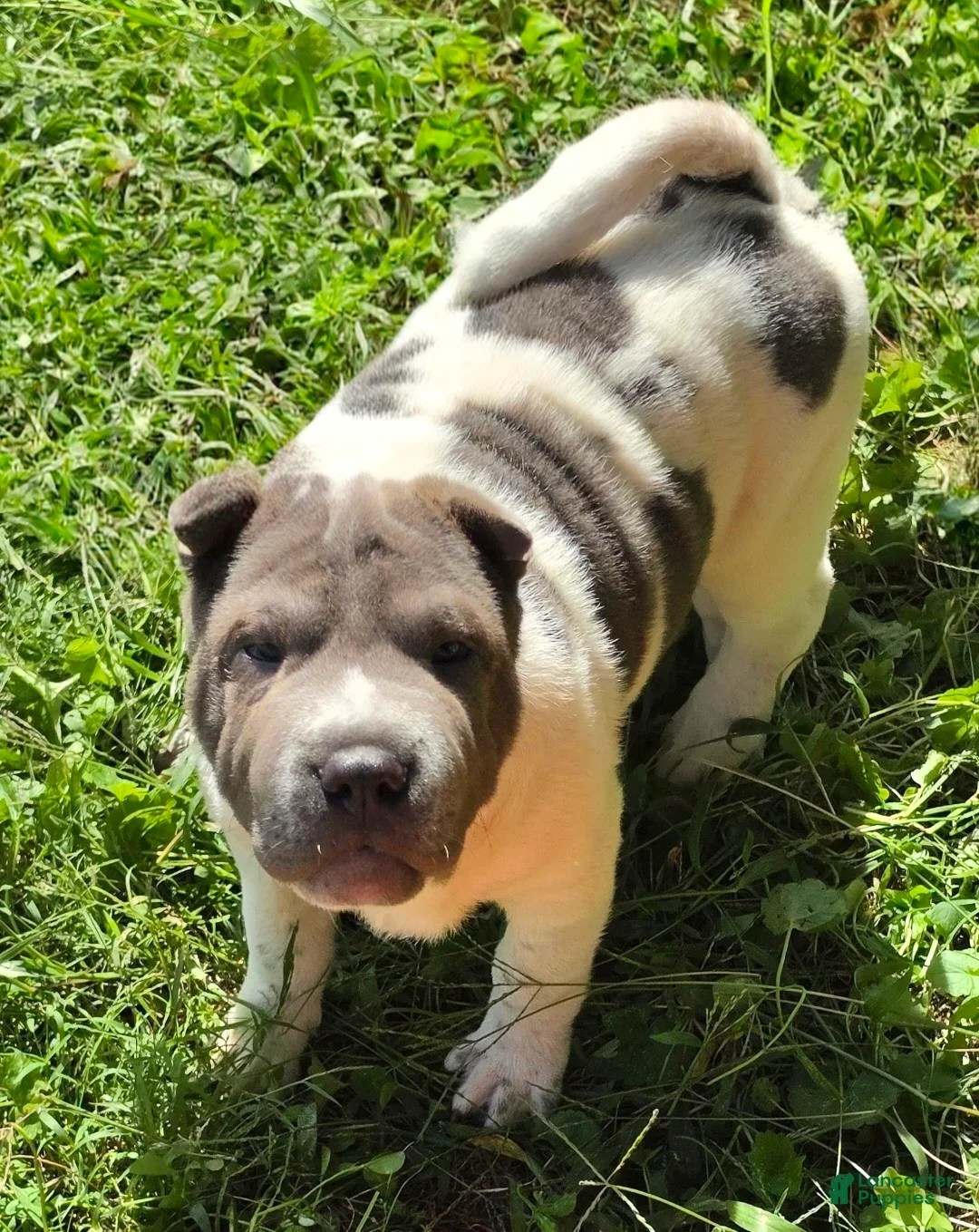Shar Pei dogs for sale: Bluebelle - Ad 2