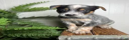 Australian Cattle Dog dogs for sale: Rogue - Ad 7