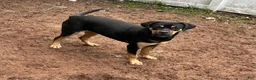 Mixed Breed dogs for sale: Cane Corso-Rottweiler - Ad 8