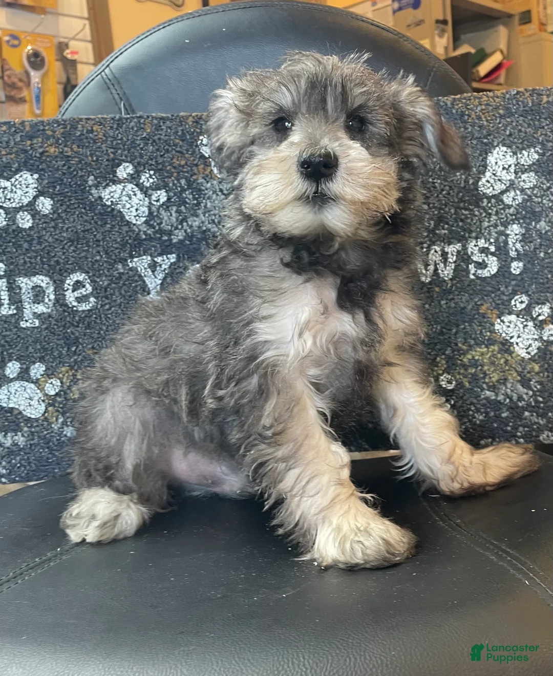 Miniature Schnauzer dogs for sale: Owen - Ad 5